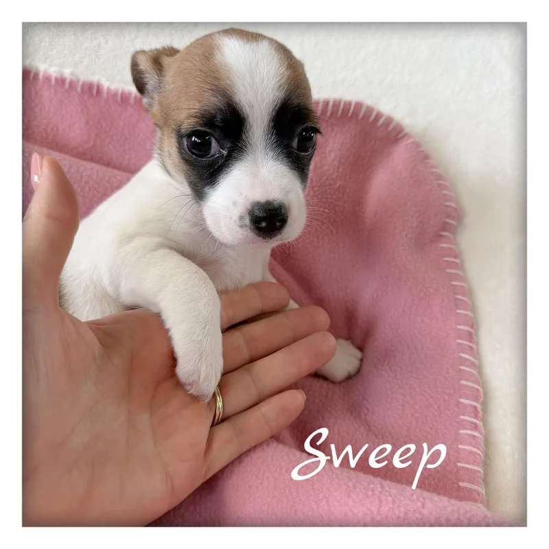 Sweep thumbnail 2