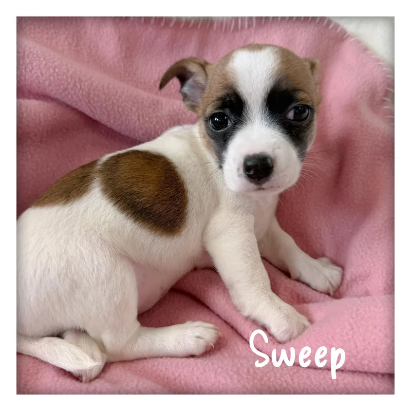 Sweep thumbnail 3