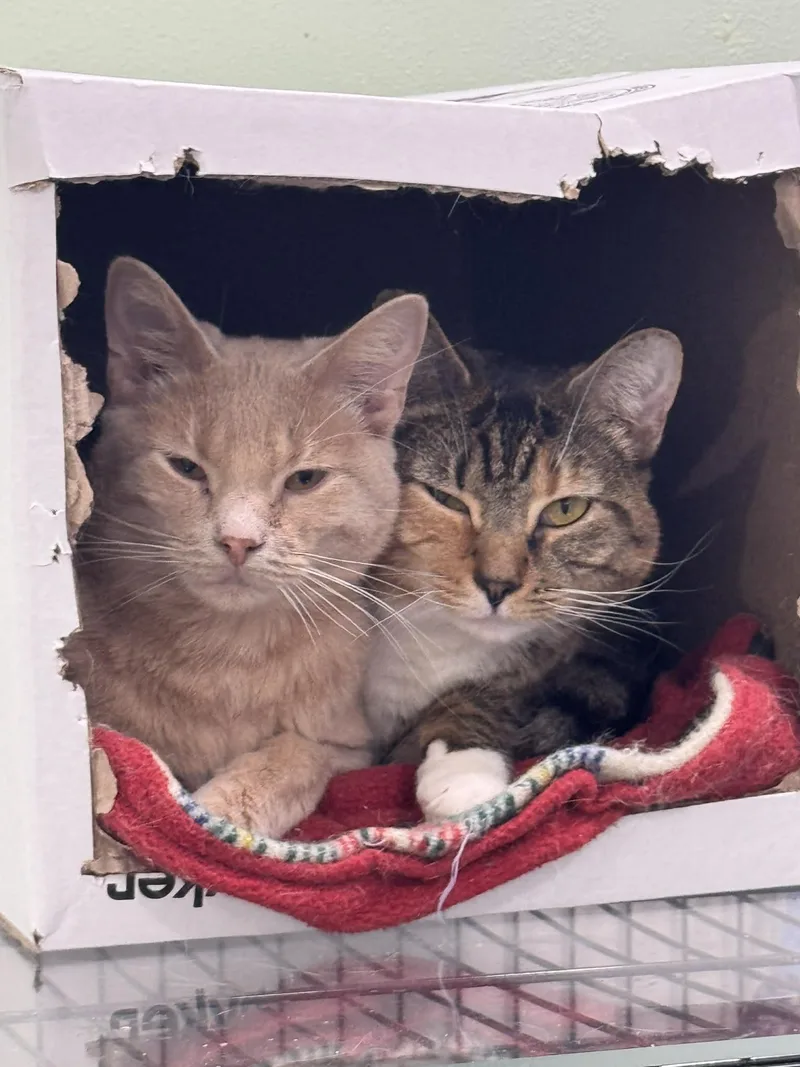 Phoenix & Paxton Bonded thumbnail 2