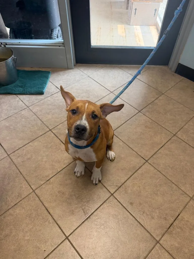 A baby medium-sized female Boxer dog named Sylvie for adoption in Marion, OH