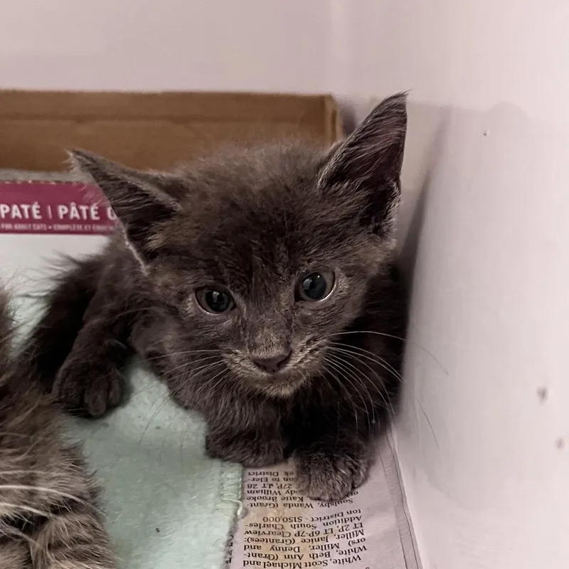 A baby small-sized male Gray / Blue / Silver Domestic Short Hair cat named Chauncey for adoption in Charleston, WV