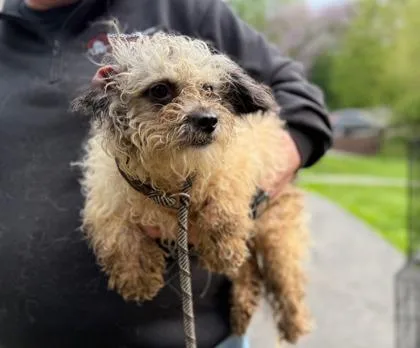 An adult small-sized female Mixed Breed dog named Gardenia for adoption in West Chester, PA