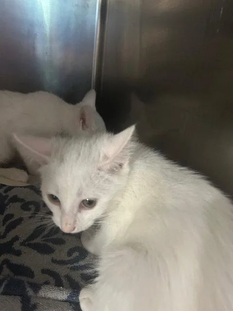 A baby medium-sized male White Domestic Short Hair cat named Glacier for adoption in Herndon, VA