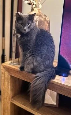 An adult large-sized male Gray / Blue / Silver Maine Coon cat named Anchovie for adoption in Ypsilanti, MI