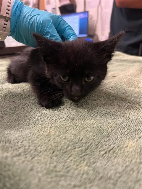 A baby small-sized male Domestic Medium Hair cat named A for adoption in Alameda, CA