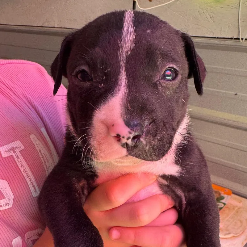 A baby medium-sized male Black Mixed Breed dog named Roger for adoption in Duck River, TN