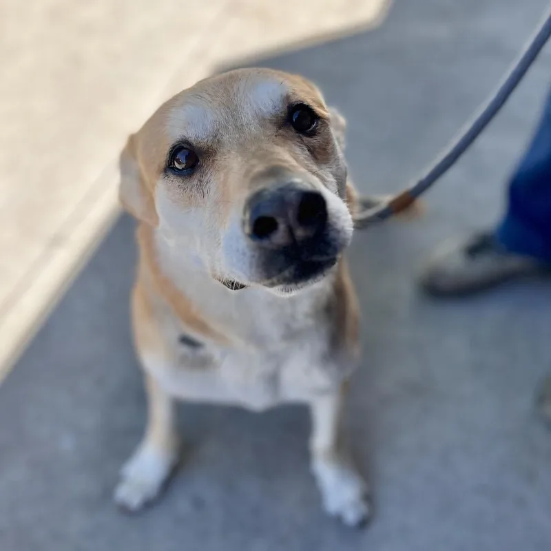 An adult large-sized female Yellow / Tan / Blond / Fawn Mixed Breed dog named Tess for adoption in Salt Lake City, UT