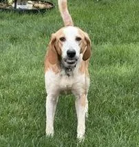 An adult medium-sized female Hound dog named Cassie for adoption in Aurora, IL