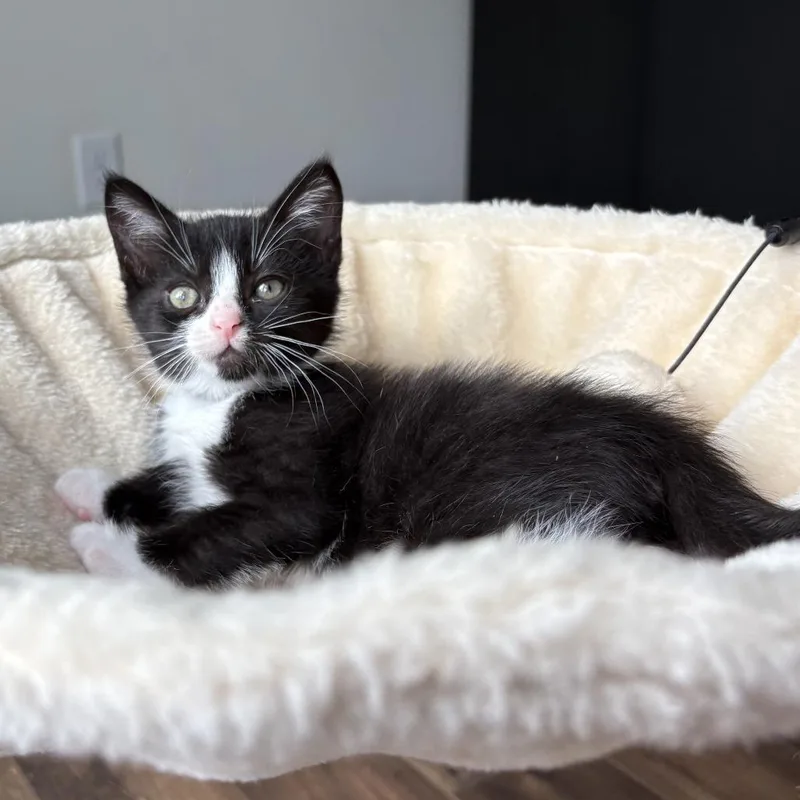 A baby small-sized male Black Domestic Short Hair cat named Calix for adoption in Chattanooga, TN