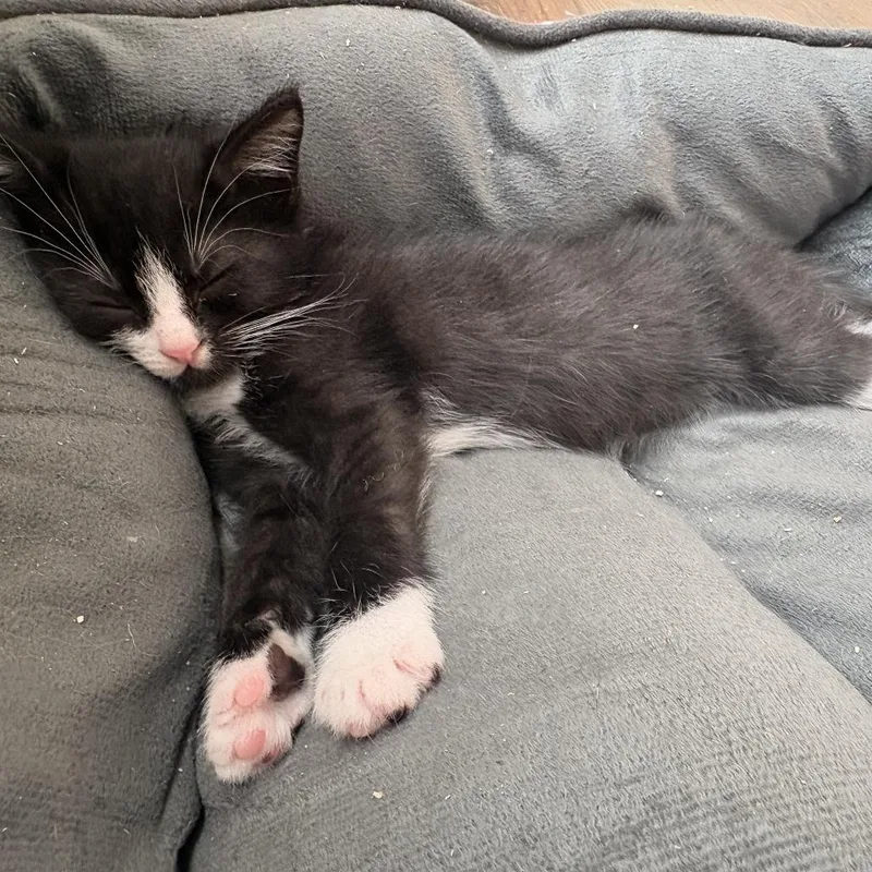 Calix thumbnail 3