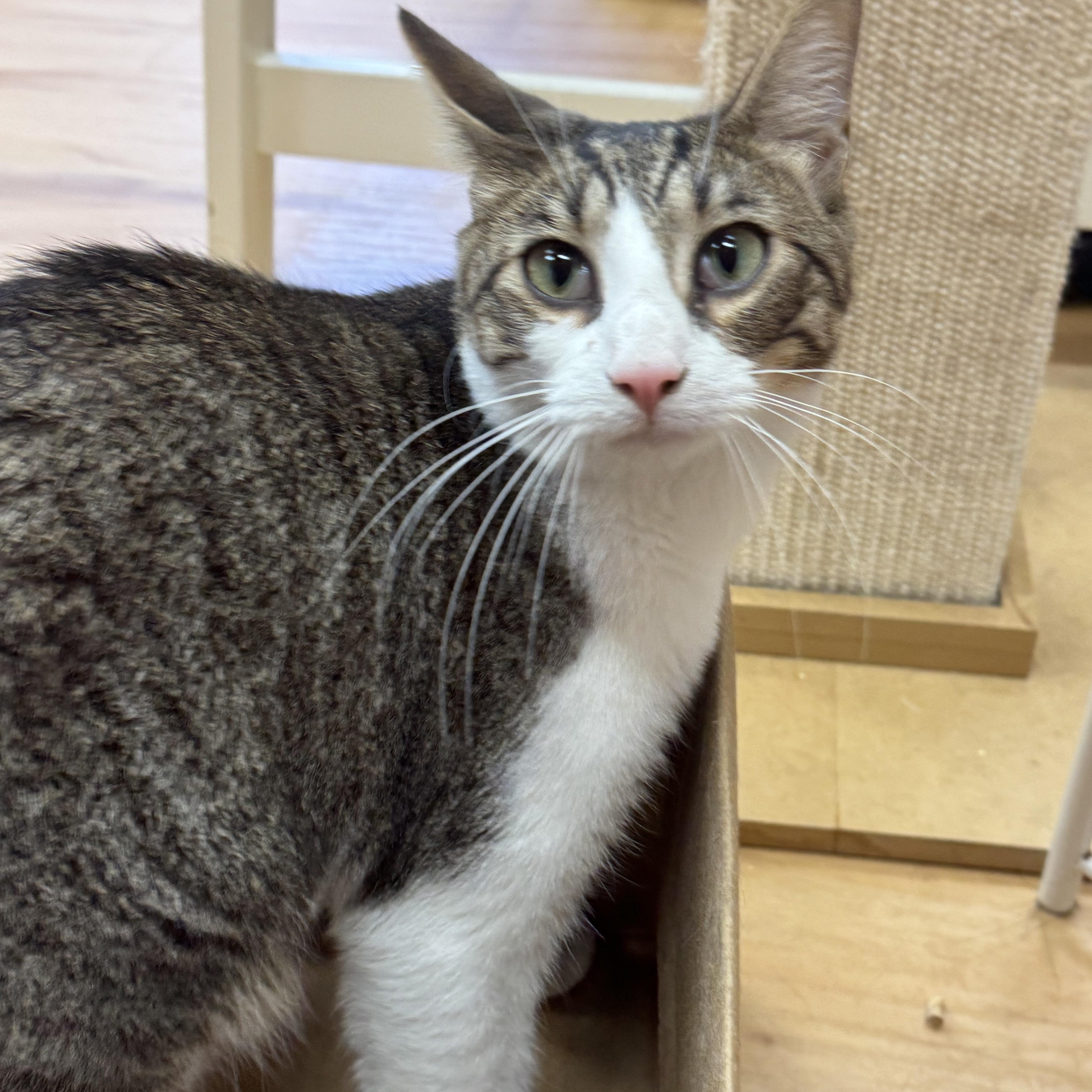 A young large-sized male Tabby (Tiger Striped) Domestic Short Hair cat named Uber for adoption in North Haven, CT