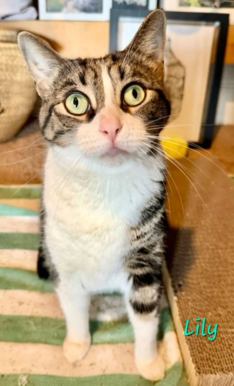 An adult medium-sized female Domestic Short Hair cat named Lily for adoption in Penndel, PA
