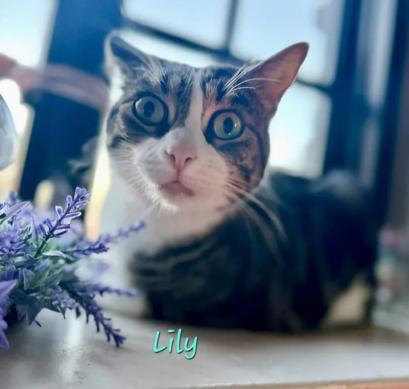 Lily thumbnail 3