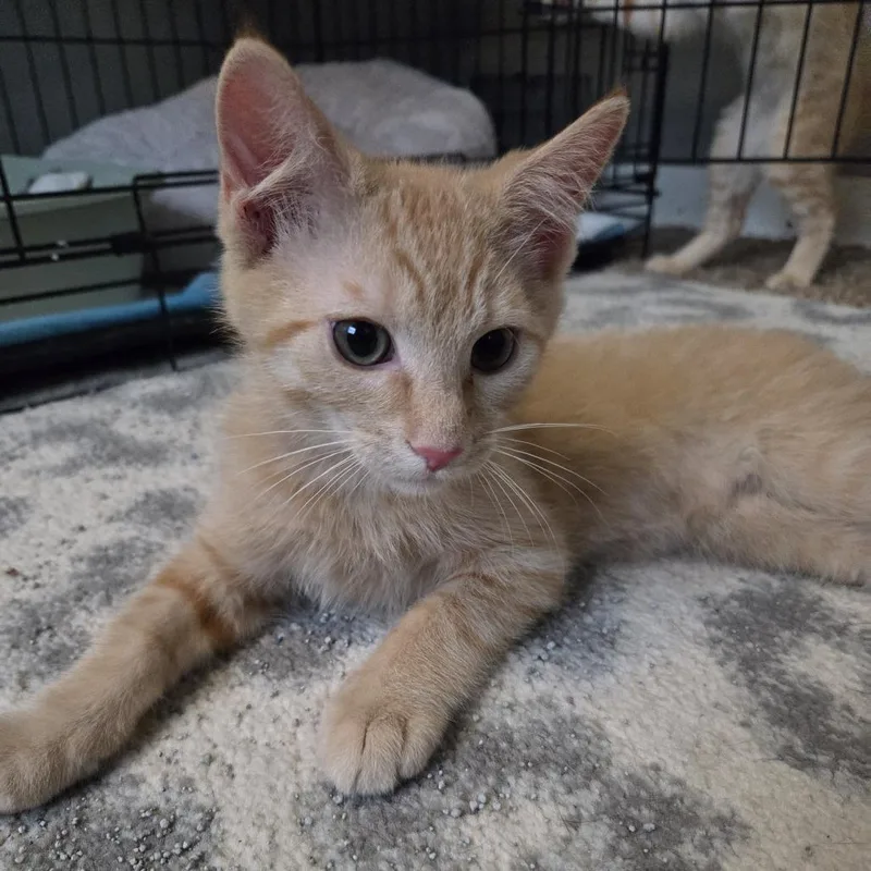 A baby small-sized male Orange / Red Domestic Short Hair cat named Pog for adoption in Gibsonia, PA