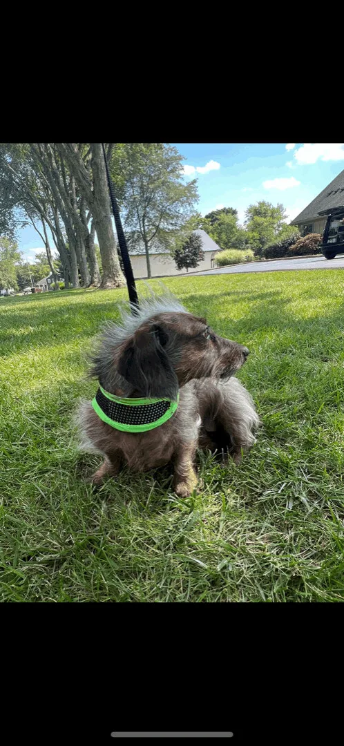 Shappy  Ohio Only thumbnail 2