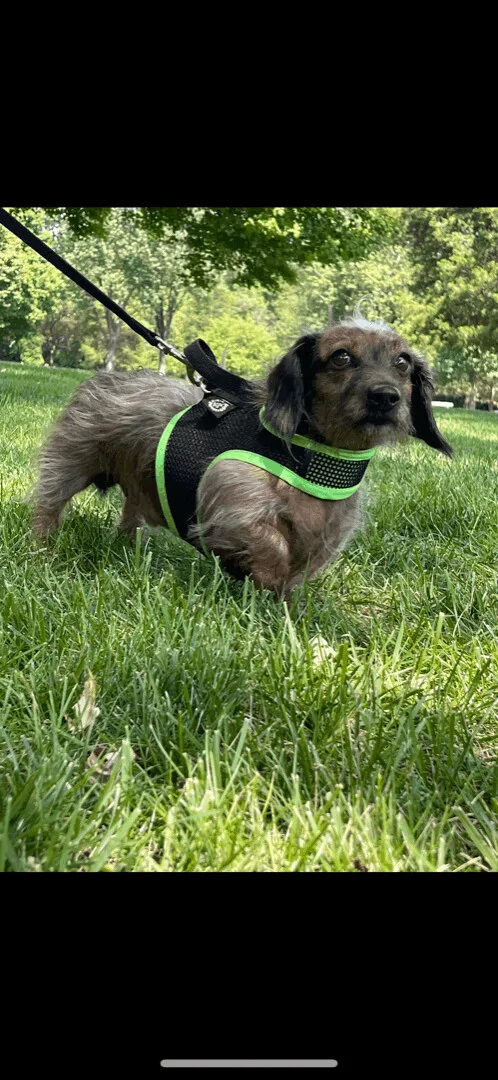 Shappy  Ohio Only thumbnail 3