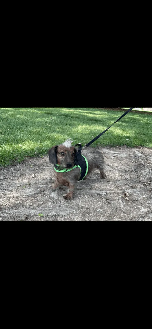 Shappy  Ohio Only thumbnail 4