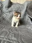 Pop