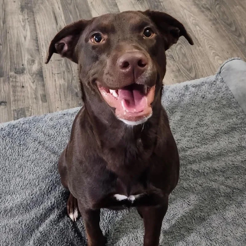 A young large-sized female Brown / Chocolate Chocolate Labrador Retriever dog named Charlie for adoption in Cumberland, NC