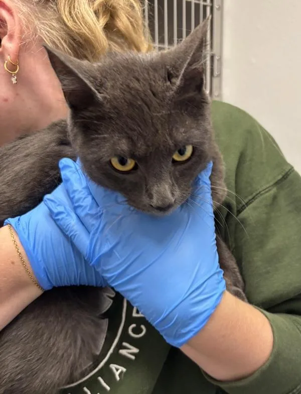 A young medium-sized female Domestic Short Hair cat named Corvette for adoption in Silverdale, WA
