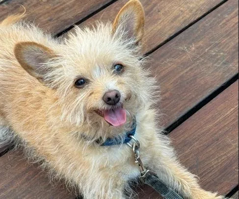 An adult small-sized female Chihuahua dog named Kiki for adoption in Palo Alto, CA