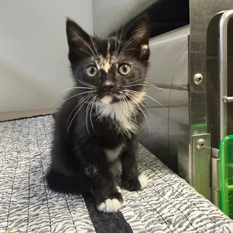 A baby small-sized female Calico Domestic Short Hair cat named Pina Colada for adoption in Waynesville, NC