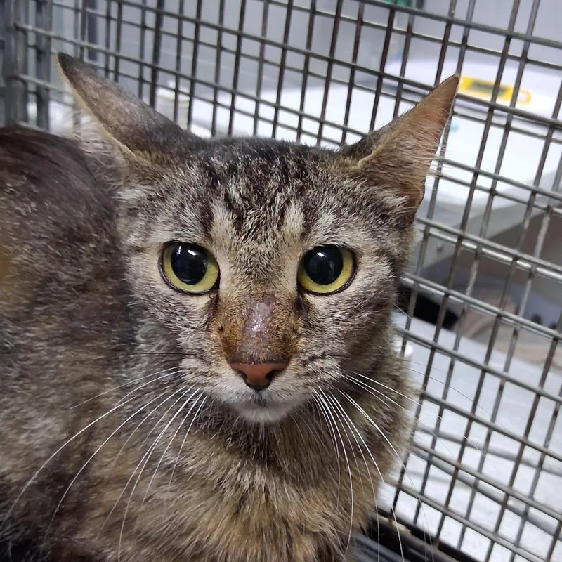 An adult small-sized female Gray / Blue / Silver Domestic Short Hair cat named Dawn for adoption in Summerville, SC