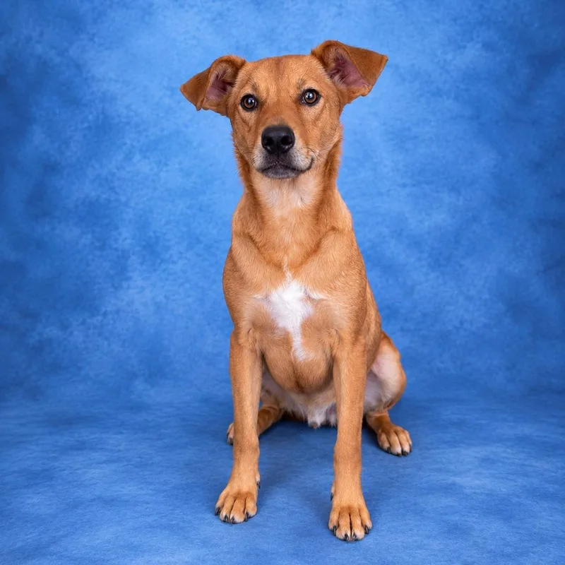 A young medium-sized male Golden Labrador Retriever dog named Dante for adoption in Heber Springs, AR