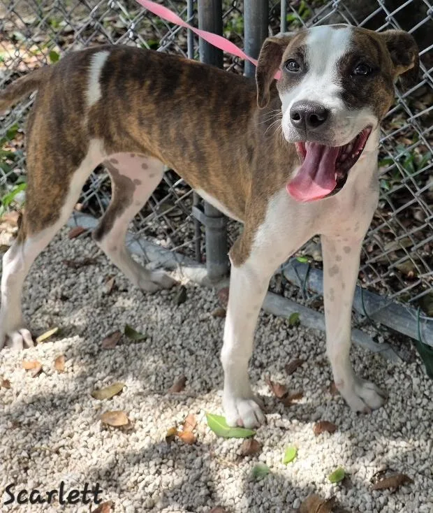 A young medium-sized female Hound dog named Scarlett for adoption in Key Largo, FL
