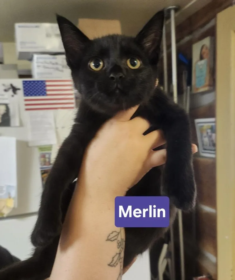 A baby medium-sized male Black Domestic Short Hair cat named Merlin for adoption in East Greenville, PA