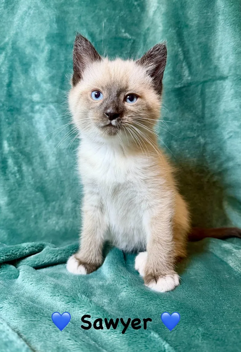 A baby medium-sized male Chocolate Point Siamese cat named Sawyer for adoption in Copley, OH
