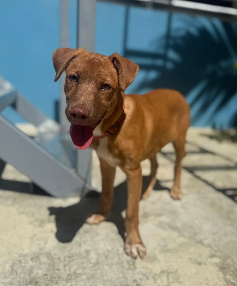 A baby medium-sized male Labrador Retriever dog named Milo for adoption in Jenkintown, PA