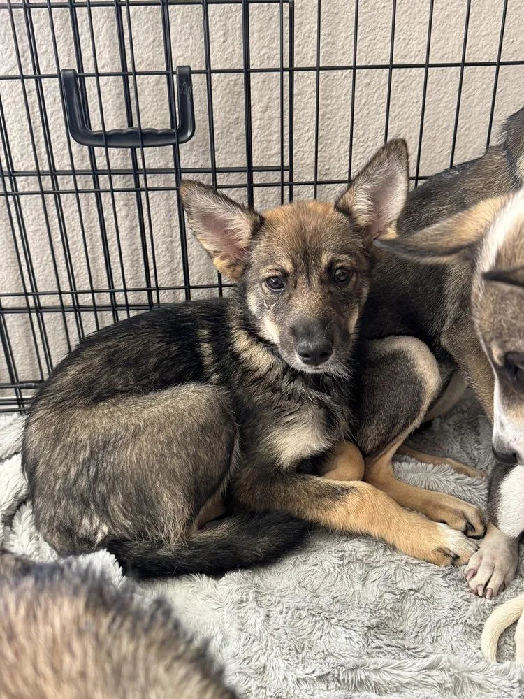 A baby medium-sized female Tricolor (Brown, Black, & White) Australian Shepherd dog named Willow for adoption in Colorado Springs, CO