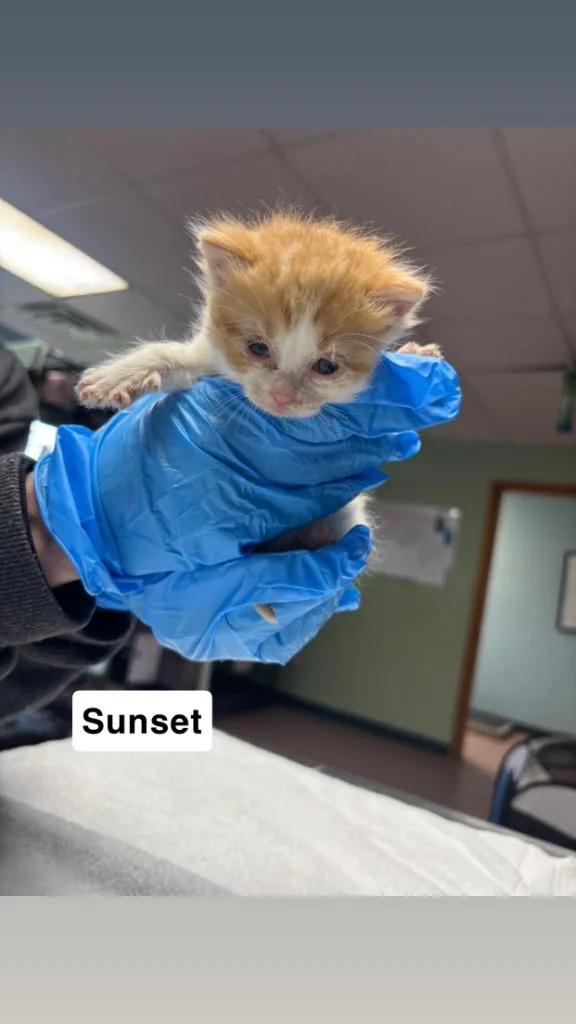 Sunset thumbnail 2