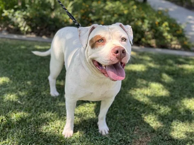 An adult large-sized female White / Cream Pit Bull Terrier dog named Cookie Crunch for adoption in Mission Viejo, CA