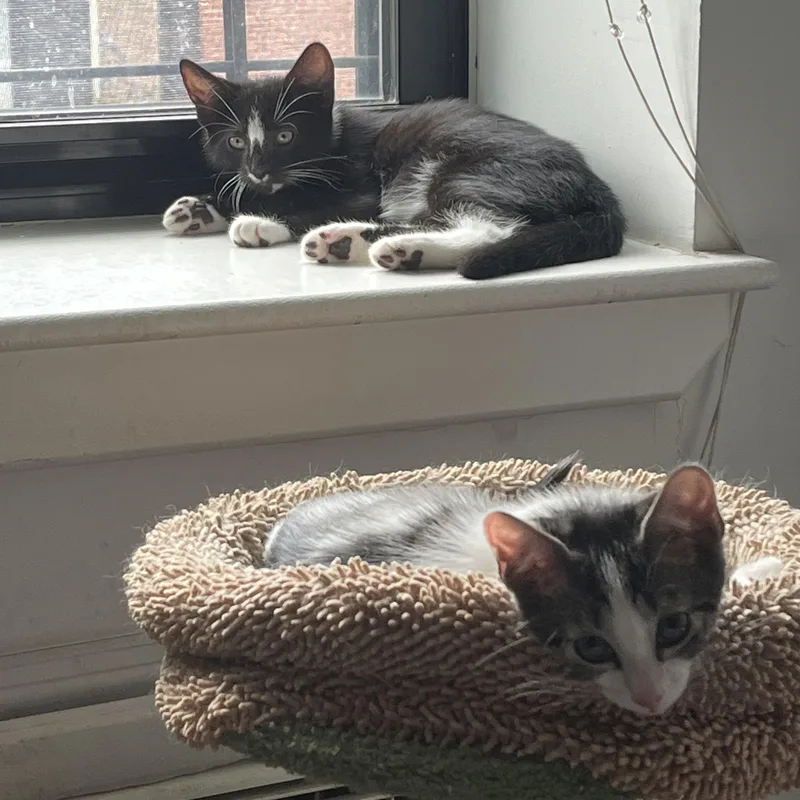A young medium-sized male Black & White / Tuxedo Domestic Short Hair cat named Clvoer and Nettle for adoption in Stamford, CT