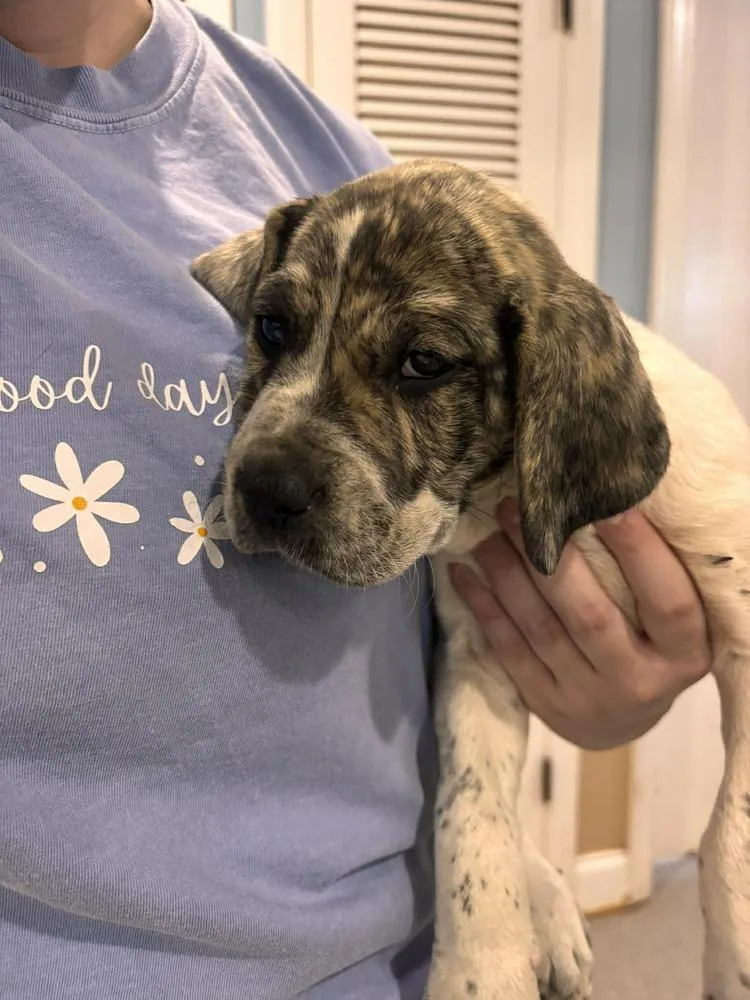 A baby large-sized female Labrador Retriever dog named Dime for adoption in Statesboro, GA