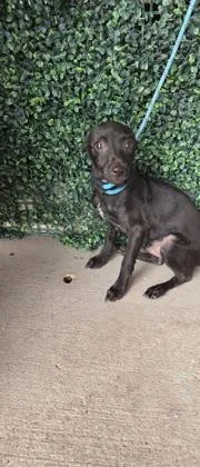 A baby small-sized male Black Chihuahua dog named 61654699 for adoption in El Paso, TX