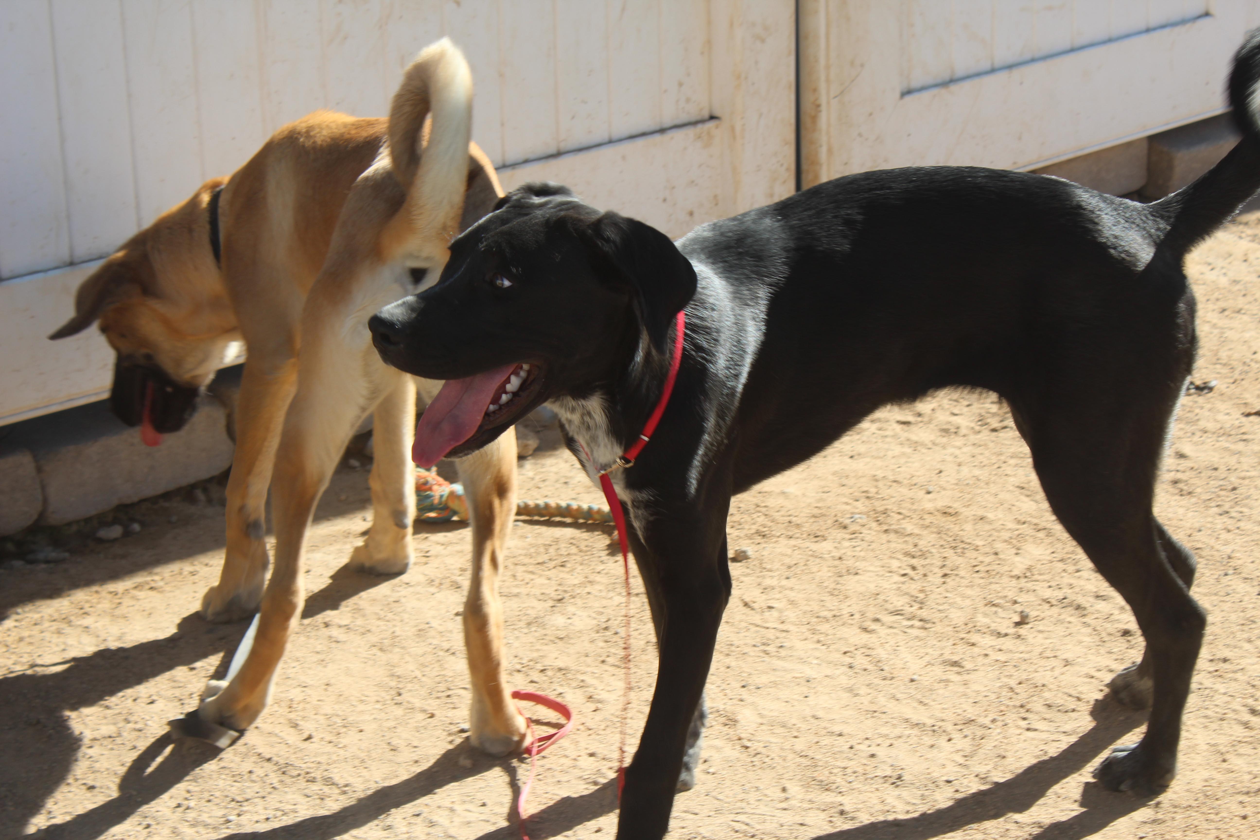 A young medium-sized female Black Labrador Retriever dog named Blossom for adoption in Yucca Valley, CA