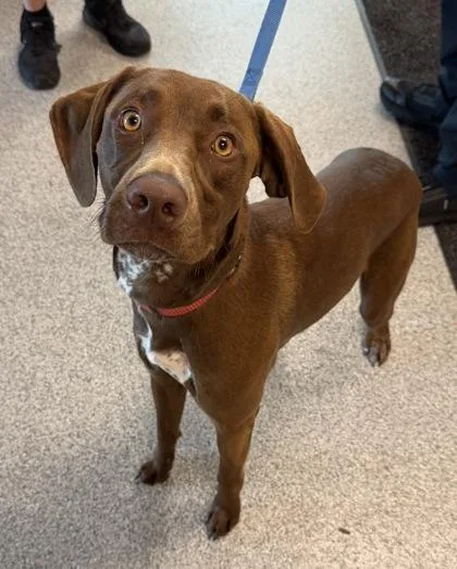 A young medium-sized male Red / Chestnut / Orange German Shorthaired Pointer dog named Herman for adoption in Tinley Park, IL