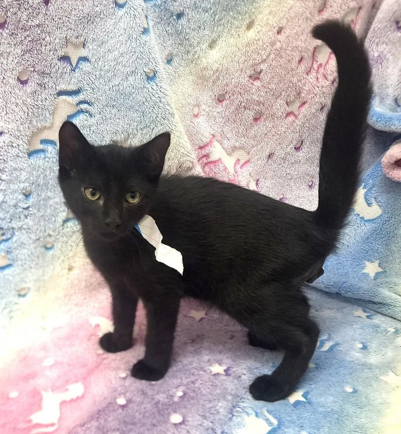 A baby medium-sized male Black Domestic Short Hair cat named Yin for adoption in Wetumpka, AL