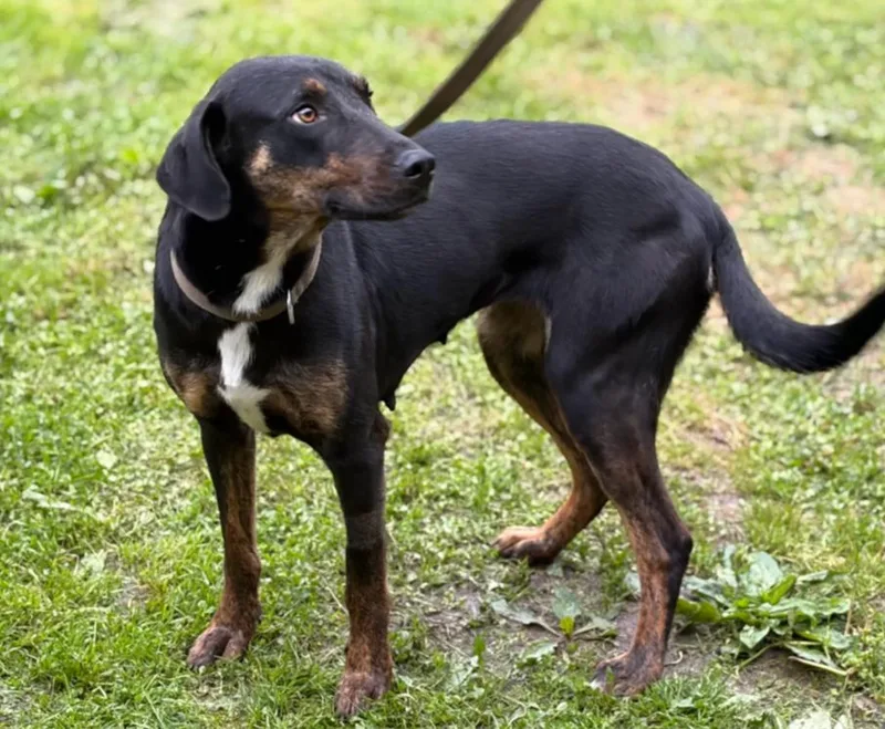 A young medium-sized female Black Hound dog named Myra for adoption in Hazard, KY