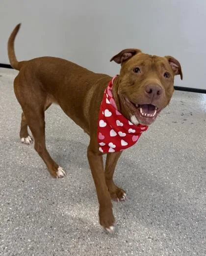 Hot Sauce thumbnail 2