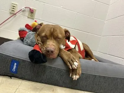 Hot Sauce thumbnail 3