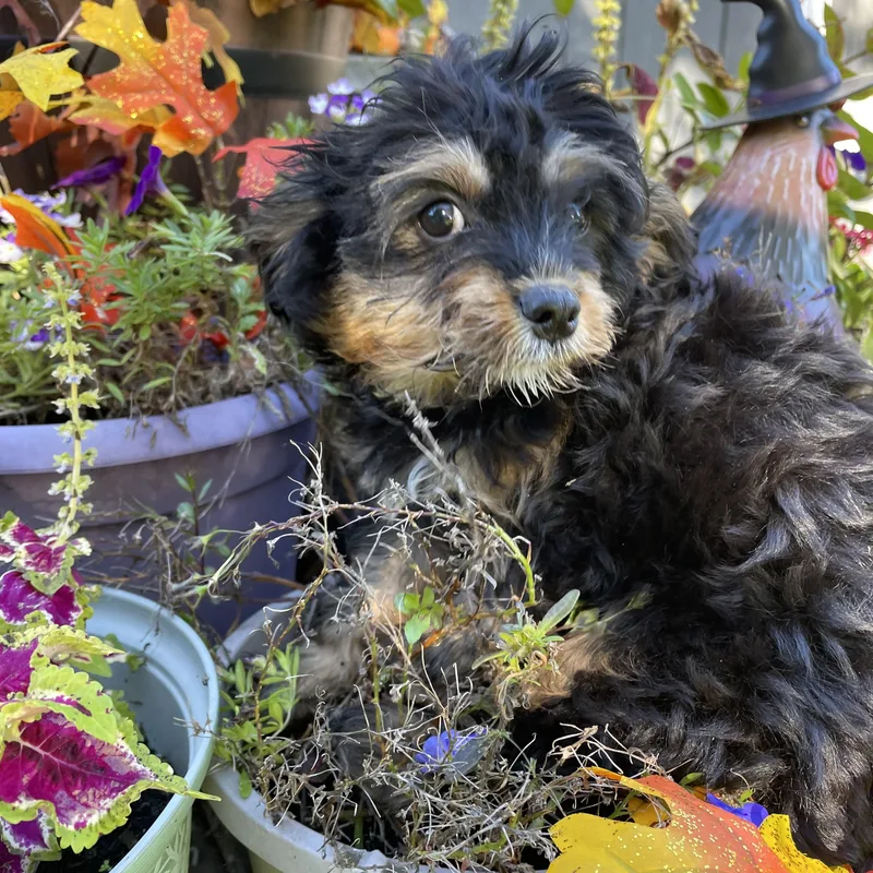 A baby small-sized male Bicolor Cavapoo dog named Rollo for adoption in Lincoln University, PA