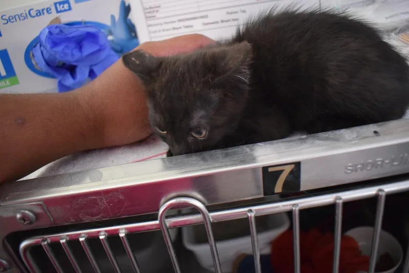 A baby small-sized male Domestic Short Hair cat named Paddington for adoption in Pahrump, NV