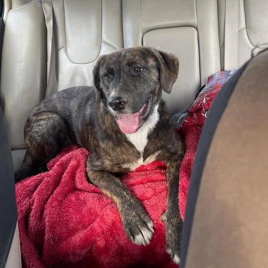A young medium-sized male Brindle Hound dog named Striker for adoption in Jersey City, NJ