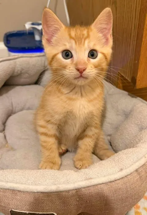 A baby medium-sized male Orange / Red Domestic Short Hair cat named Cornbread for adoption in Royal Palm Beach, FL