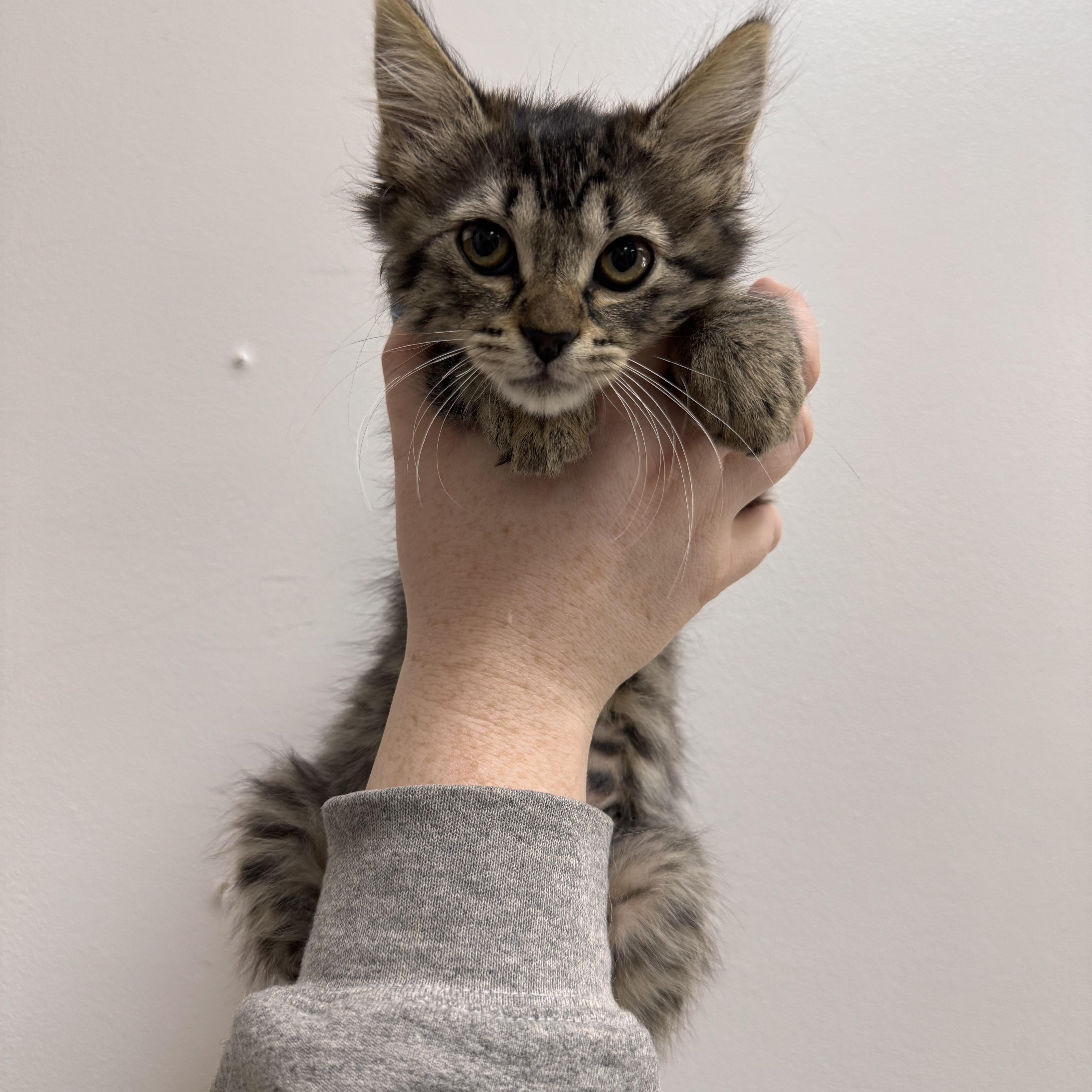 A baby medium-sized female Domestic Medium Hair cat named Sophia for adoption in Henderson, NV
