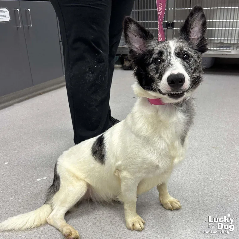 An adult small-sized female Corgi dog named Magenta for adoption in Washington, DC
